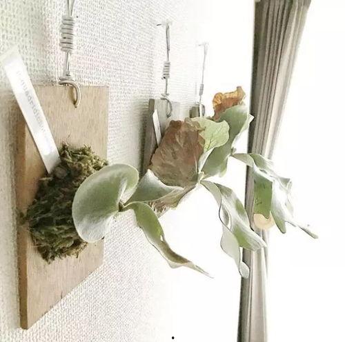 ins网红植物,跟随Instagram网红植物潮流，打造家居绿植新风尚