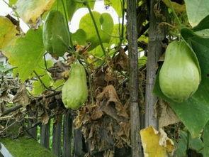 小耳朵吃瓜,揭秘娱乐圈那些不为人知的幕后故事