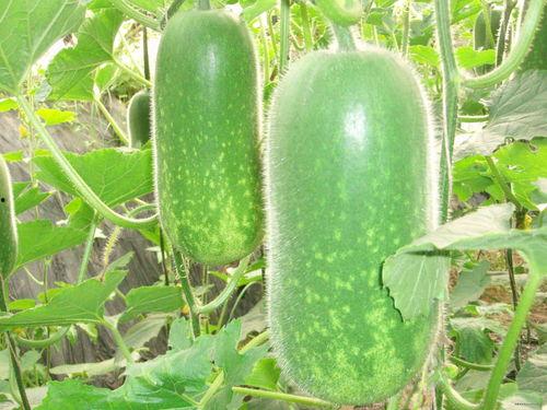 半夏吃瓜视频大全,笑料百出，欢乐无限