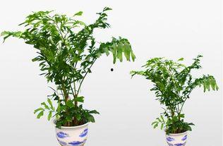 怎么养好头条植物呢,轻松养出健康绿植