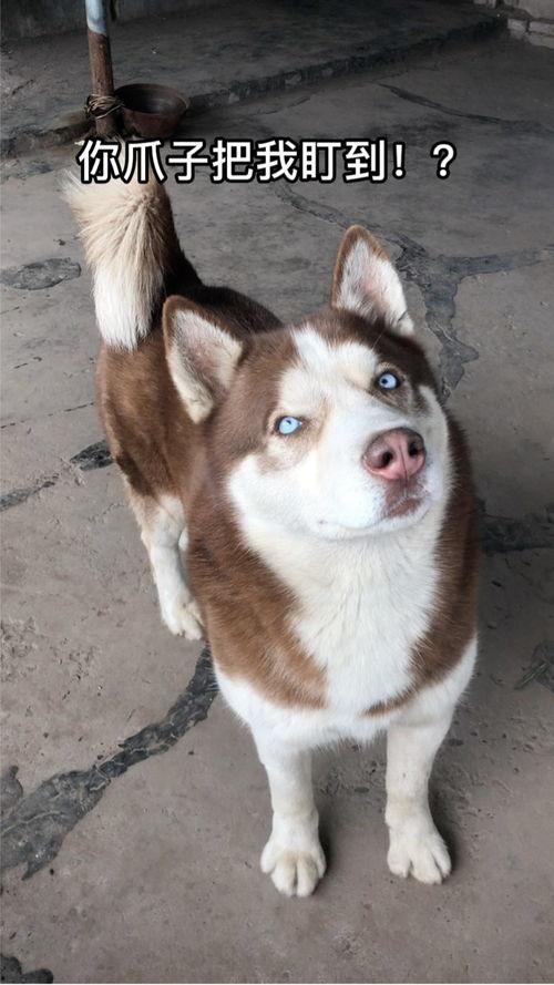 小孩可以吃兔儿瓜吗,儿童适宜的夏日清凉美食